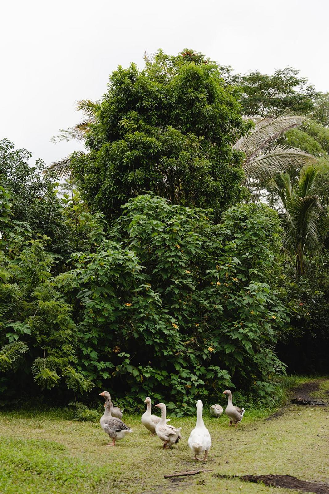 Hawaiian Sanctuary Eco Retreat Center Vila Pahoa Exterior foto